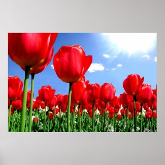 Red Tulips Meaning