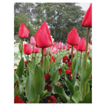 Red Tulips Looking Up flyers