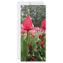Red Tulips Looking Up rack cards