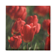 Red Tulips magnet