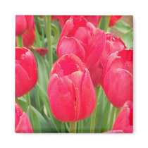 Red Tulips magnets