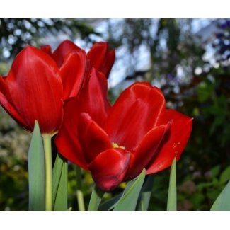 Red Tulips mousepad