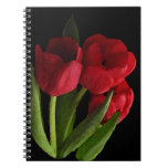 tulip, tulips, flower, flowers, floral, bulb,