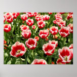 Red Tulips of Holland Poster