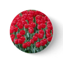Red tulips, Ottawa flowers Pinback Buttons