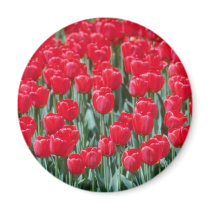 Red tulips, Ottawa flowers Fridge Magnet