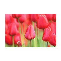 Red Tulips Photo canvas prints