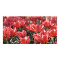 Red tulips photo cards by cunningeye Red tulips photo cards