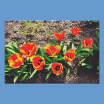 Red tulips photography
