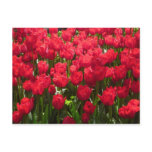 red tulips postcard