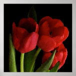 Red Tulips Poster