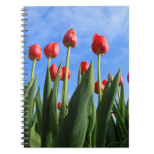 Red Tulips Spiral Notebooks