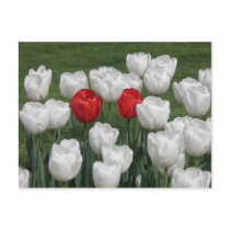 Red Valentine Tulips Postcard