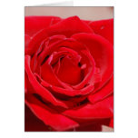 "Red Velvet Rose" Greeting Card
