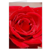 "Red Velvet Rose" Greeting Card