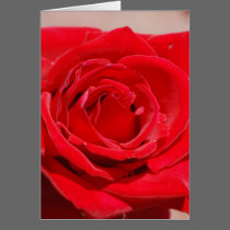 "Red Velvet Rose" Greeting Card