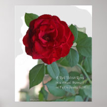 Red Velvet Rose Poster: ROSE & PROSE 16x20