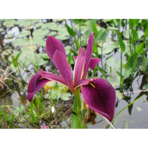 Red-Violet Louisiana Iris print