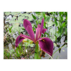 Red-Violet Louisiana Iris print