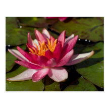 Red Water Lily Post Card