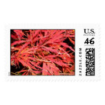 Red Waterfall Maple Postage Stamps