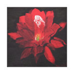 Red Waterlily Stretched Canvas Print