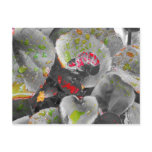 color, splash, begonia, rain, water, drops, black,