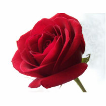 Red White and a Rose Photo Sculpture Pin