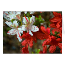 Red, White and Beautiful Greeting Card