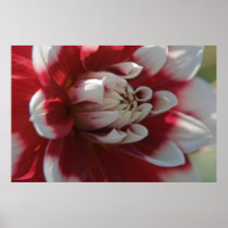 Red & White Dahlia Print