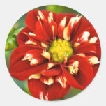 Red & White Dahlia Sticker