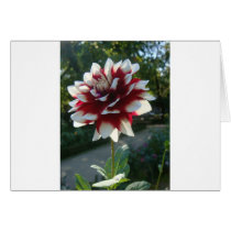 Red&White flower cards