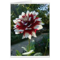 Red&White flower cards