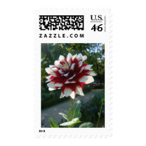 Red&White flower postage