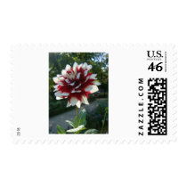 Red&White flower postage