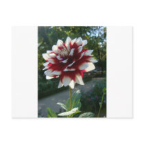 Red&White flower postcards