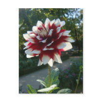 Red&White flower postcards