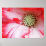 Red & White Poppy Close Up Posters