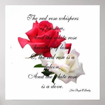 Red + White Rose Poster/Print, made from photos taken at a rose show
