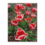 Red & White Tulips Custom Invites