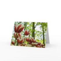 Red & White Tulips DSC0869 Cards