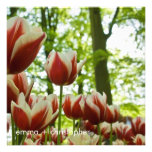 Red & White Tulips DSC0869 Custom Invitations