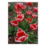 Red & White Tulips Greeting Card