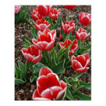 Red & White Tulips Posters