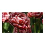 Red &amp; White Variegated Tulip Macro DSC0802 Photo Greeting Card