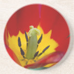 Red Wide Open Closeup Coasters