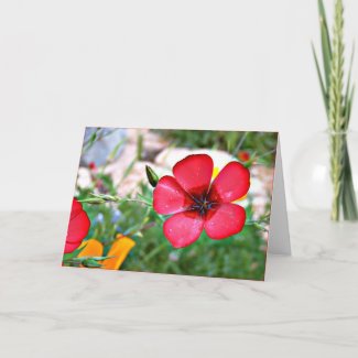 Red Wildflower Greeting Card