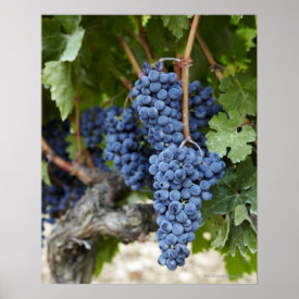 Red wine grapes on the vine poster
