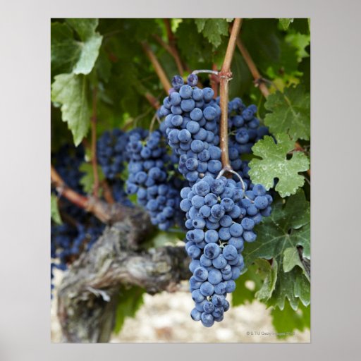  - red_wine_grapes_on_the_vine_poster-r10f0ca4f4bc941098b26a1013884a9a5_wvc_8byvr_512