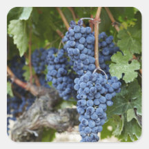 Red wine grapes on the vine square stickers